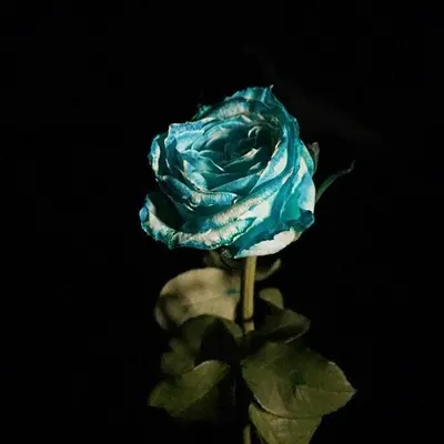 Blue Moon Rose rose variety