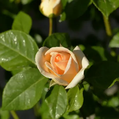 A close up of a flower on a tree