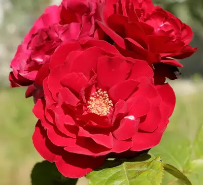 Chrysler Imperial rose variety