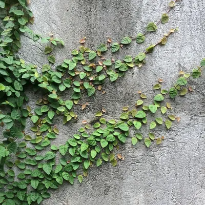 Green ivy climbing up a textured concrete wall.