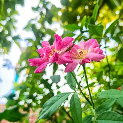 Climbing Pierre de Ronsard rose variety