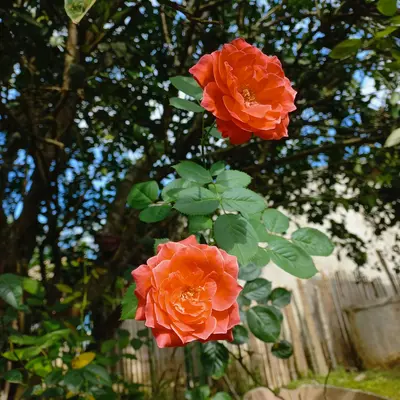 Climbing Rose - Don Juan rose variety