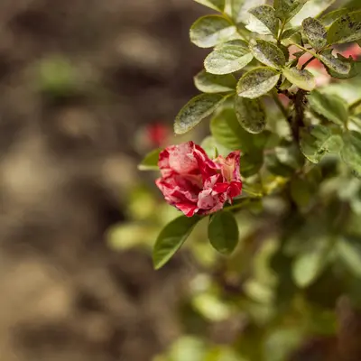 a red flower is blooming on a bush