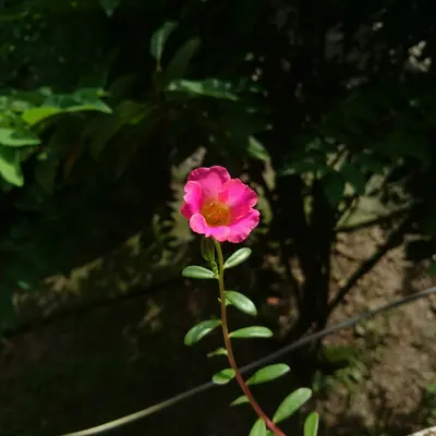 A pink flower is growing out of a rock