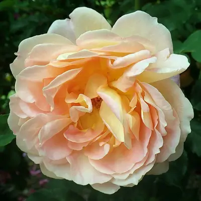 Climbing Rose - Lady of Shalott rose variety
