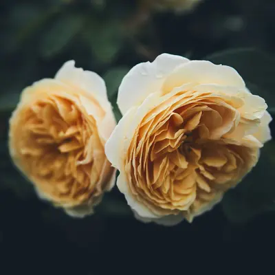 David Austin English Rose - Graham Thomas rose variety