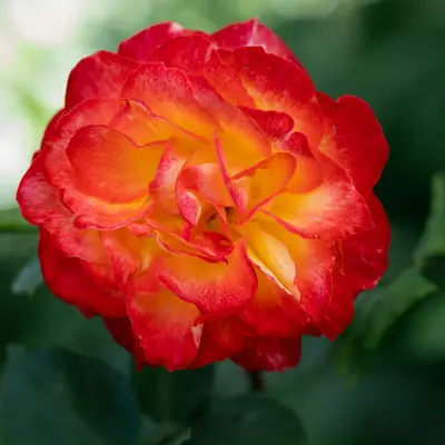 Double Delight rose variety