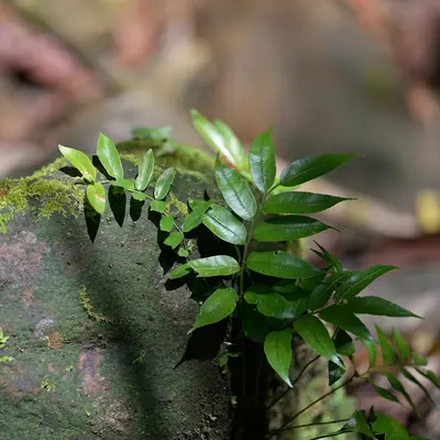 Green leaves grow out of a mossy rock.