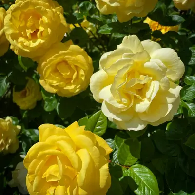 English Rose - Abraham Darby rose variety