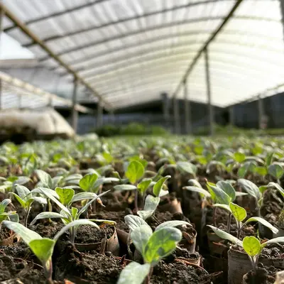a greenhouse filled with lots of green plants