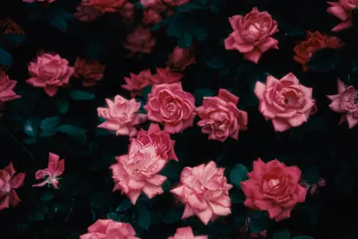 Roses growing guide