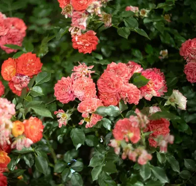 Floribunda Rose - Europeana rose variety