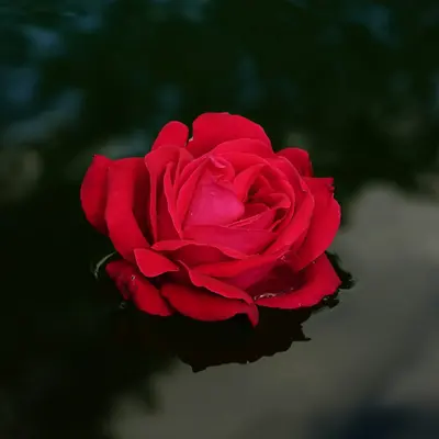 Floribunda Rose - French Lace rose variety