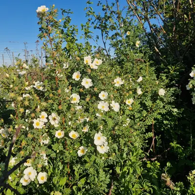 Floribunda Rose - Iceberg (Rosa 'Korbin')