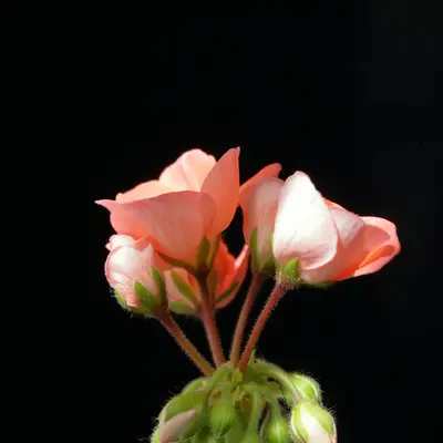 Pink flowers in a green vase on a black background