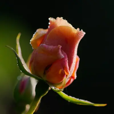 a close up of a flower with water droplets on it