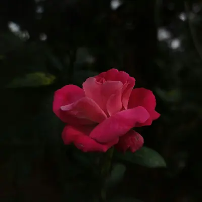 Fragrant Cloud rose variety