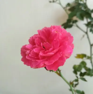 Gertrude Jekyll English Rose rose variety