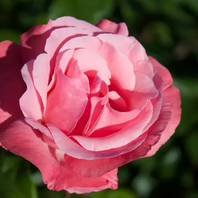 Grandiflora Rose - Queen Elizabeth (Rosa 'Queen Elizabeth')