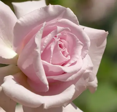 Grandiflora Rose - Queen Elizabeth rose variety