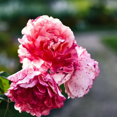 Hybrid Tea Rose - Double Delight rose variety