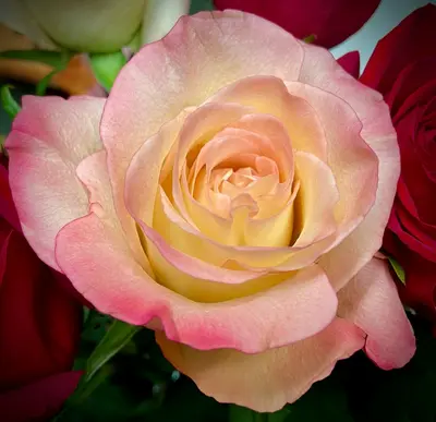 Hybrid Tea Rose - Midas Touch rose variety