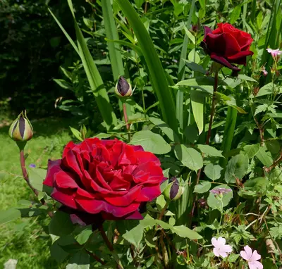 Hybrid Tea Rose - Mister Lincoln rose variety