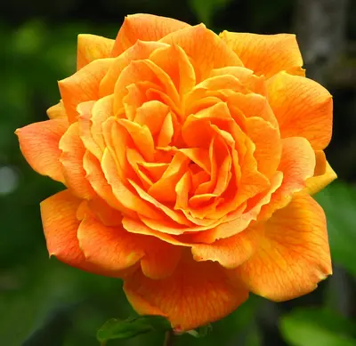 Hybrid Tea Rose - Olympiad rose variety
