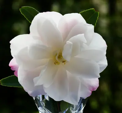 a white and pink flower in a clear vase