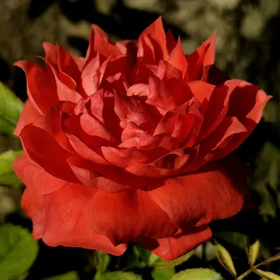 Ingrid Bergman Rose rose variety