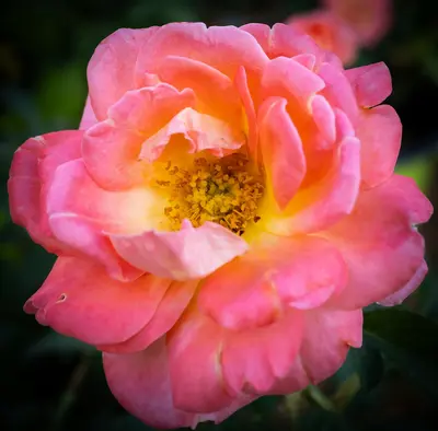 A close up of a pink flower with green leaves
