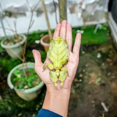 a person holding a leaf in their hand