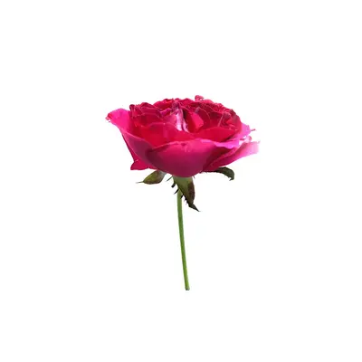 Mister Lincoln rose variety