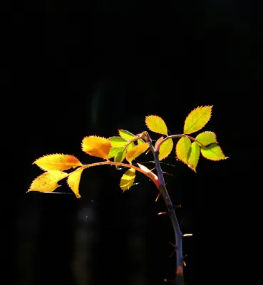 A small plant with yellow and green leaves