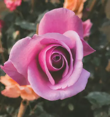 Olivia Rose Austin rose variety