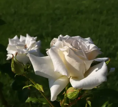 Peace Rose rose variety