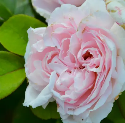 Queen Elizabeth rose variety