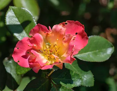 Rainbow Sorbet rose variety