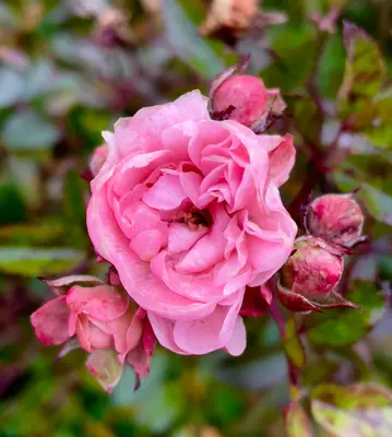 a close up of a flower