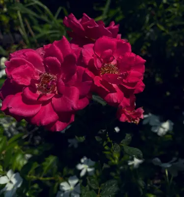 Shrub Rose - Bonica rose variety