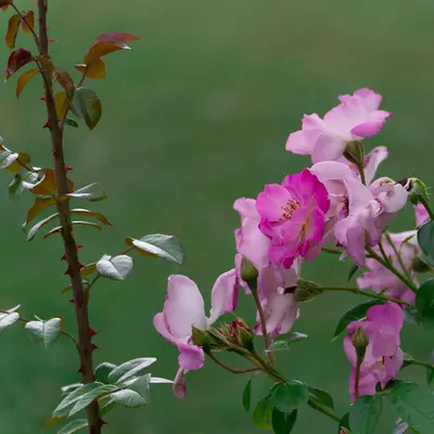 Delicate pink roses bloom on a thorny branch.