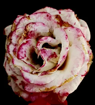 Shrub Rose - Flower Carpet Pink rose variety