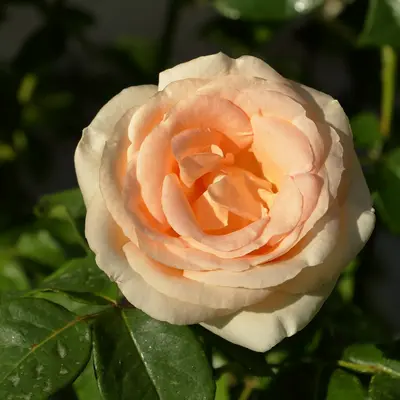 a close up of a flower on a tree