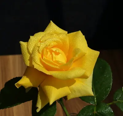a yellow rose with drops of water on it