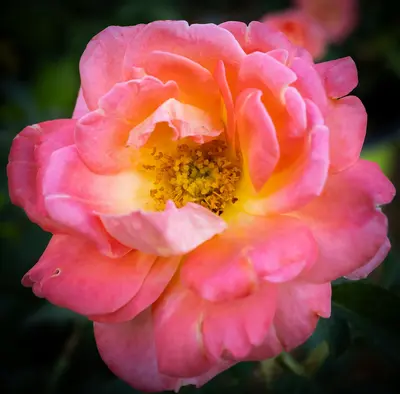 Tiffany Rose rose variety