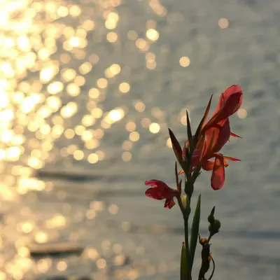 Red flower silhouetted against shimmering water