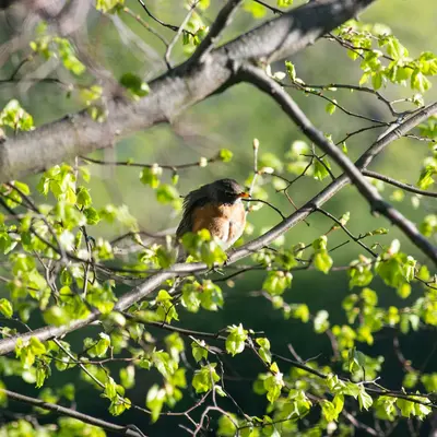 a small bird perched on top of a tree branch