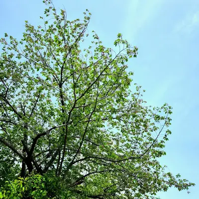 American Sweetgum shade tree variety