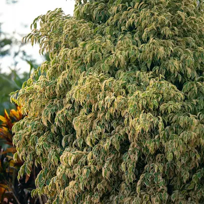 A large tree with lots of green leaves