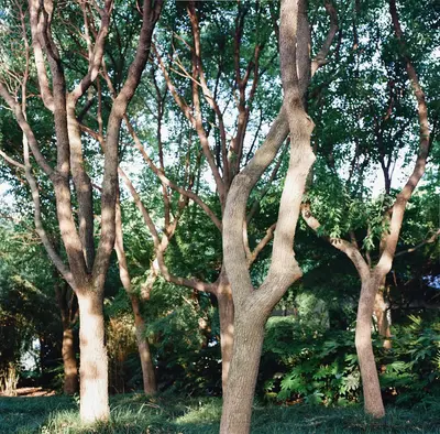 Black Gum shade tree variety